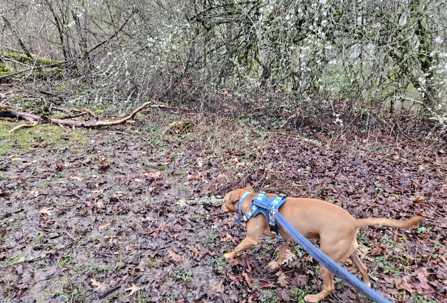 Barley, a dog, trots through leaf litter that has been soaked in rain.