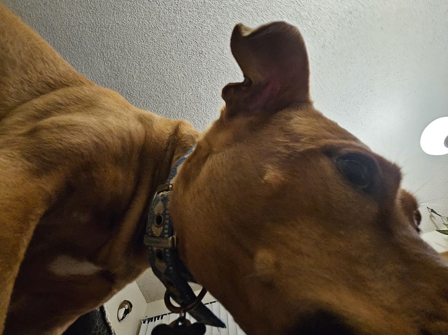 Barley, a dog, looms large over the camera, kaiju-enormous, too immense to fit into the frame.