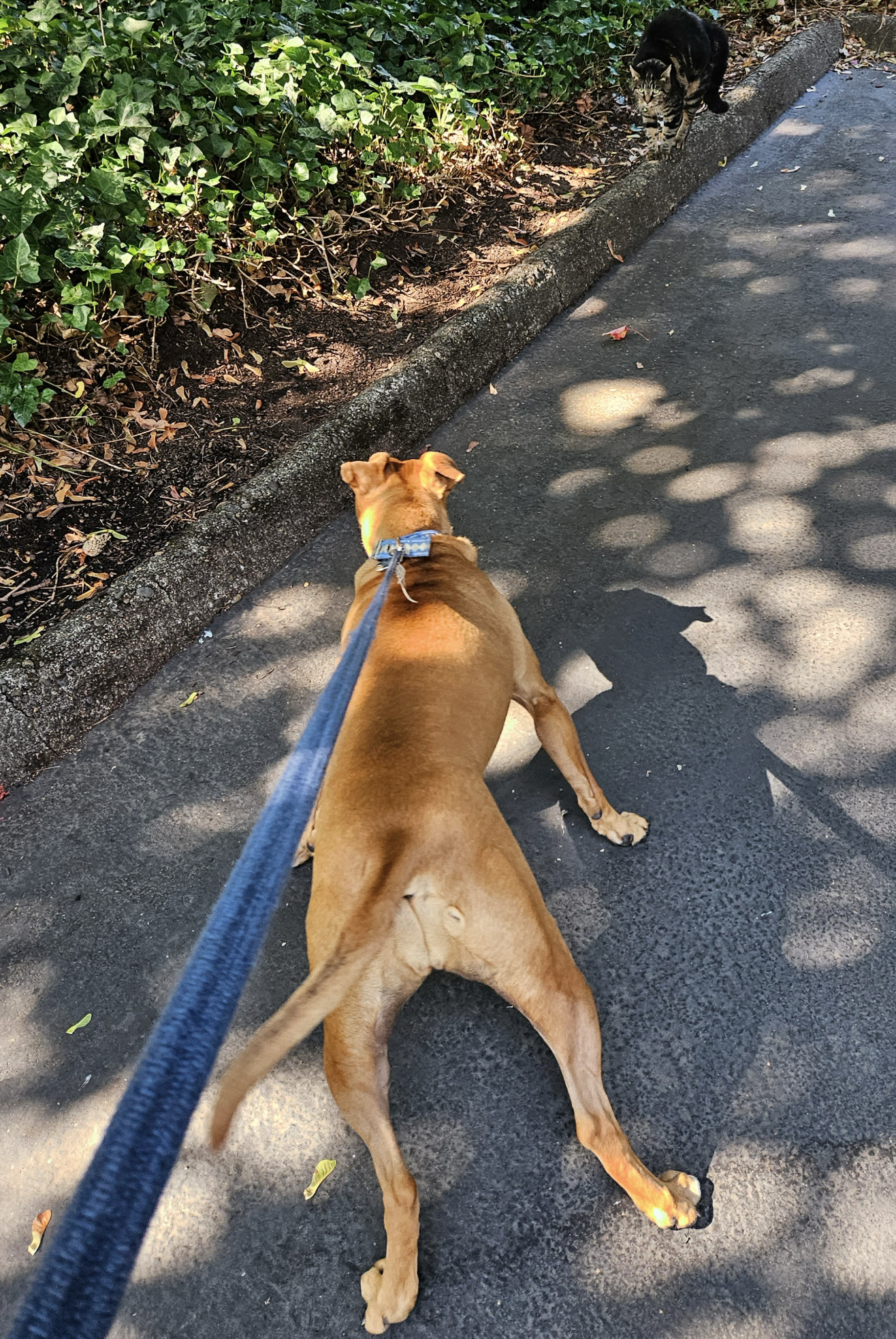 Barley, a dog, is captured on camera pulling hard on her leash to try to get closer to a wary cat visible at the top of the frame.