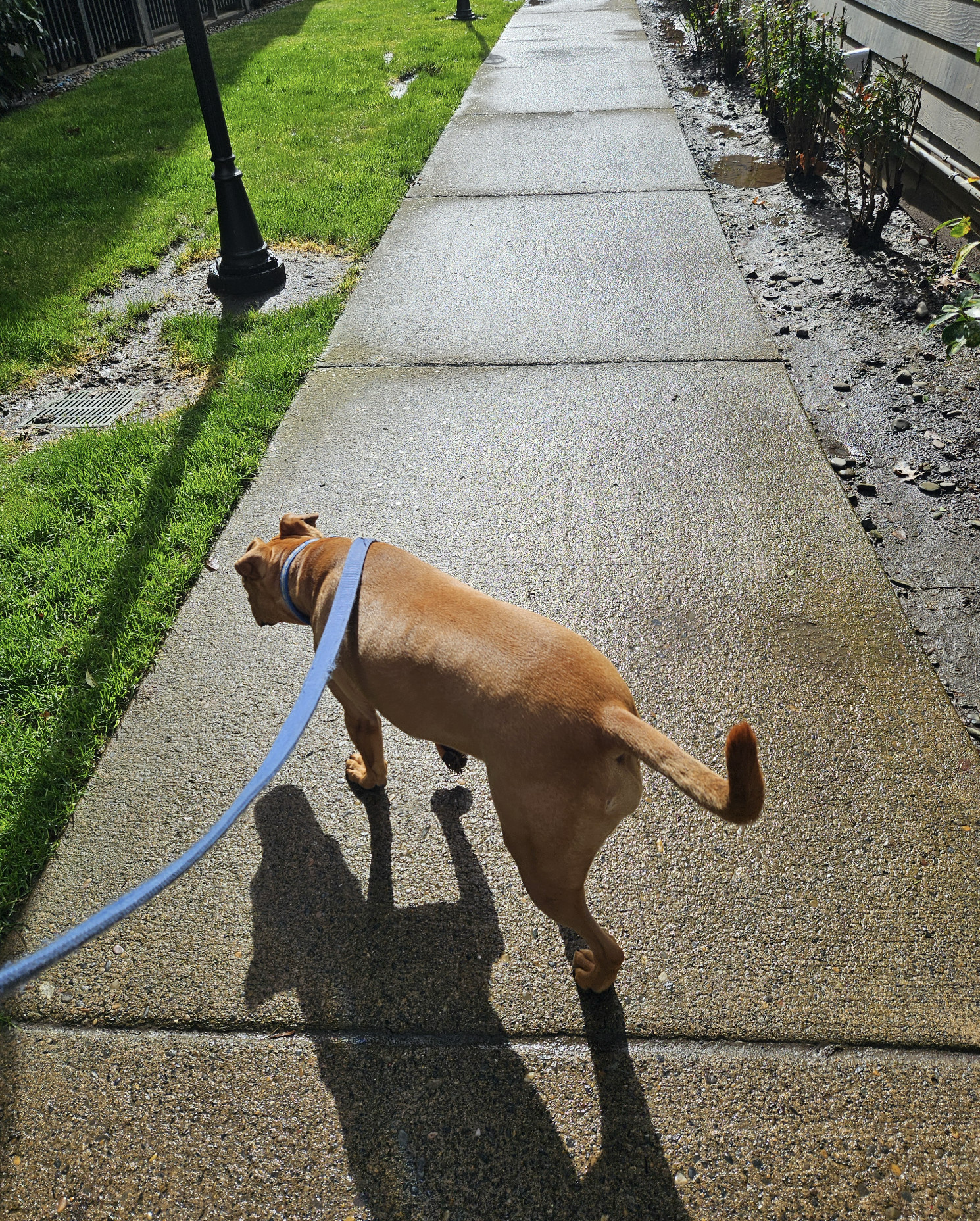 Barley, a dog, trots along a concrete path that shines with a thin layer of fresh rainwater.