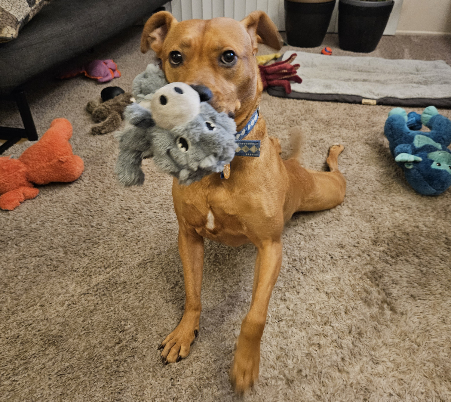 Barley, a dog, sploot-stands while enthusiastically holding a toy donkey, either about to stand or about to lie down.