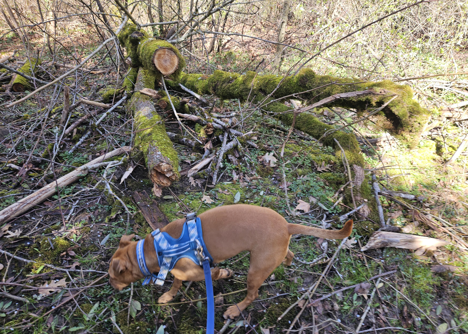 Barley, a dog, walks past a fallen tree those upper branches have been sectioned off to clear the path, revealing the tree rings beneath.