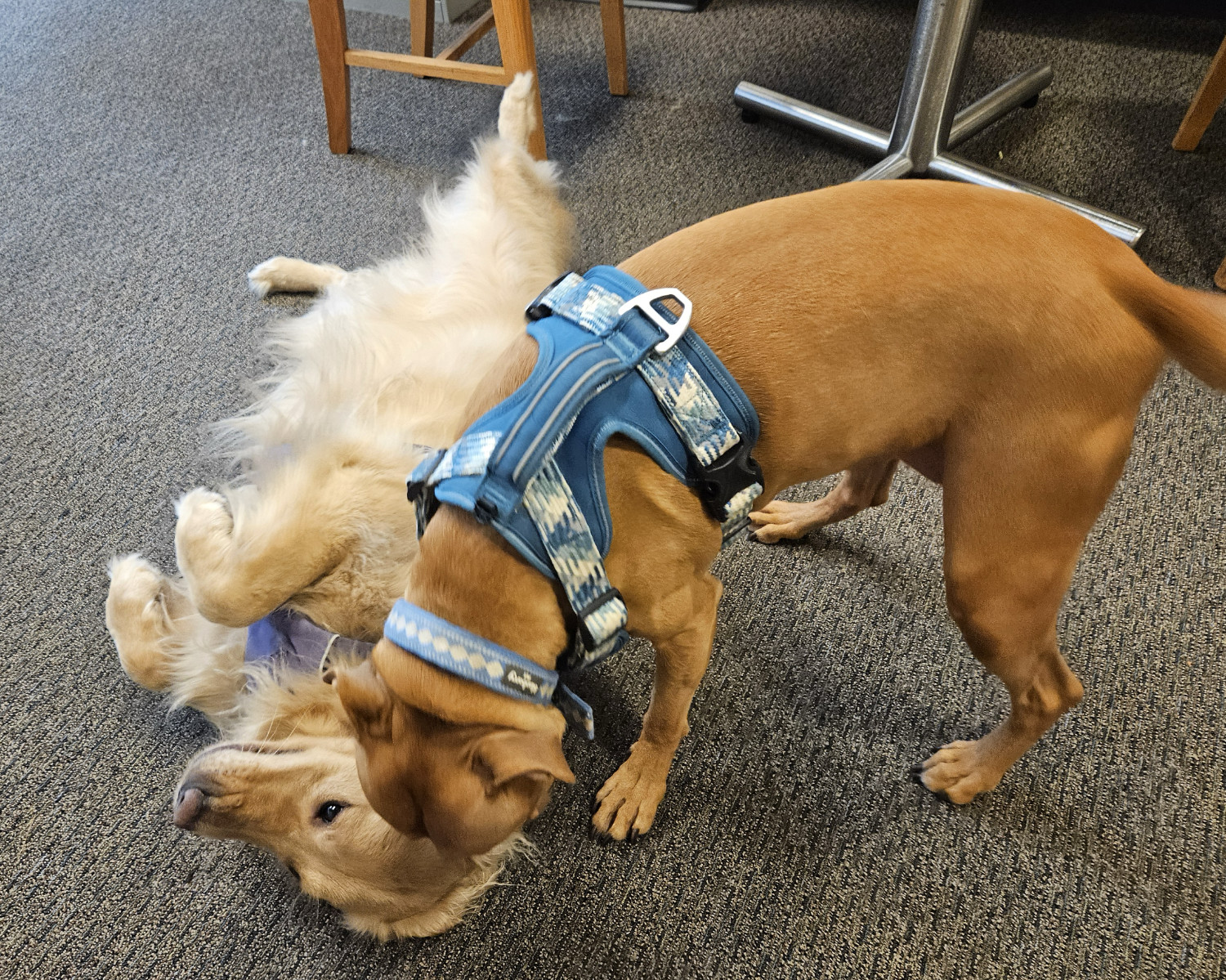 Barley, a dog, enthusiastically asserts dominance over a golden retriever, who submits with equal enthusiasm.