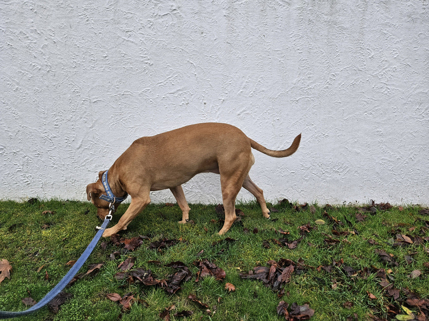 Barley, a dog, walks in the grass along the base of a white stucco wall.