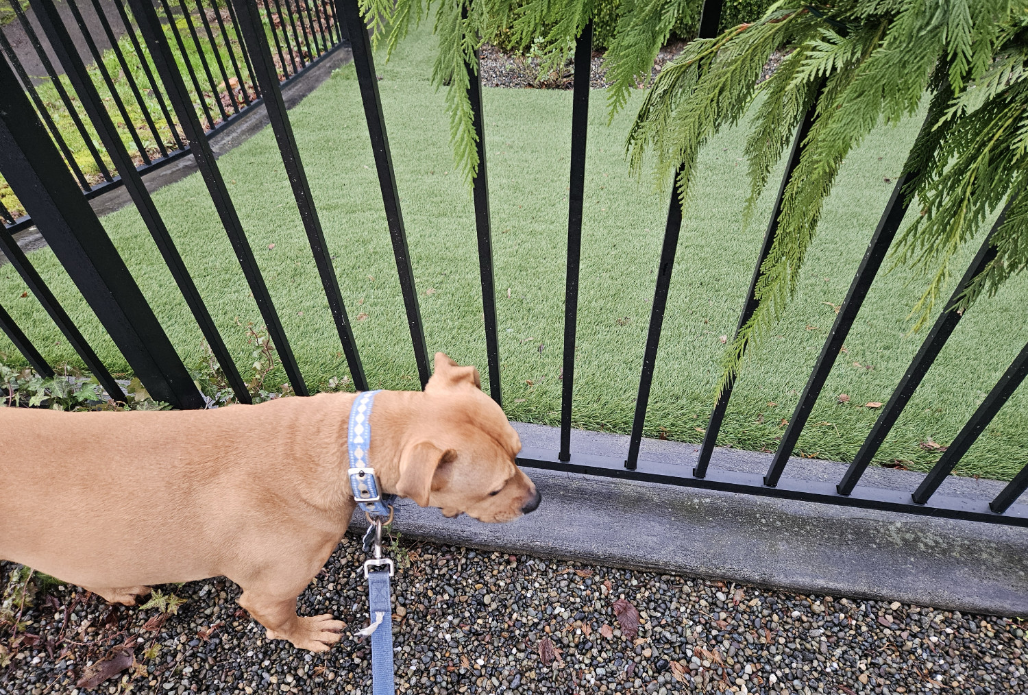 Barley, a dog, stands beside an austere black metal fence, beyond which is a laws whose color and uniformity both seem completely unnatural.