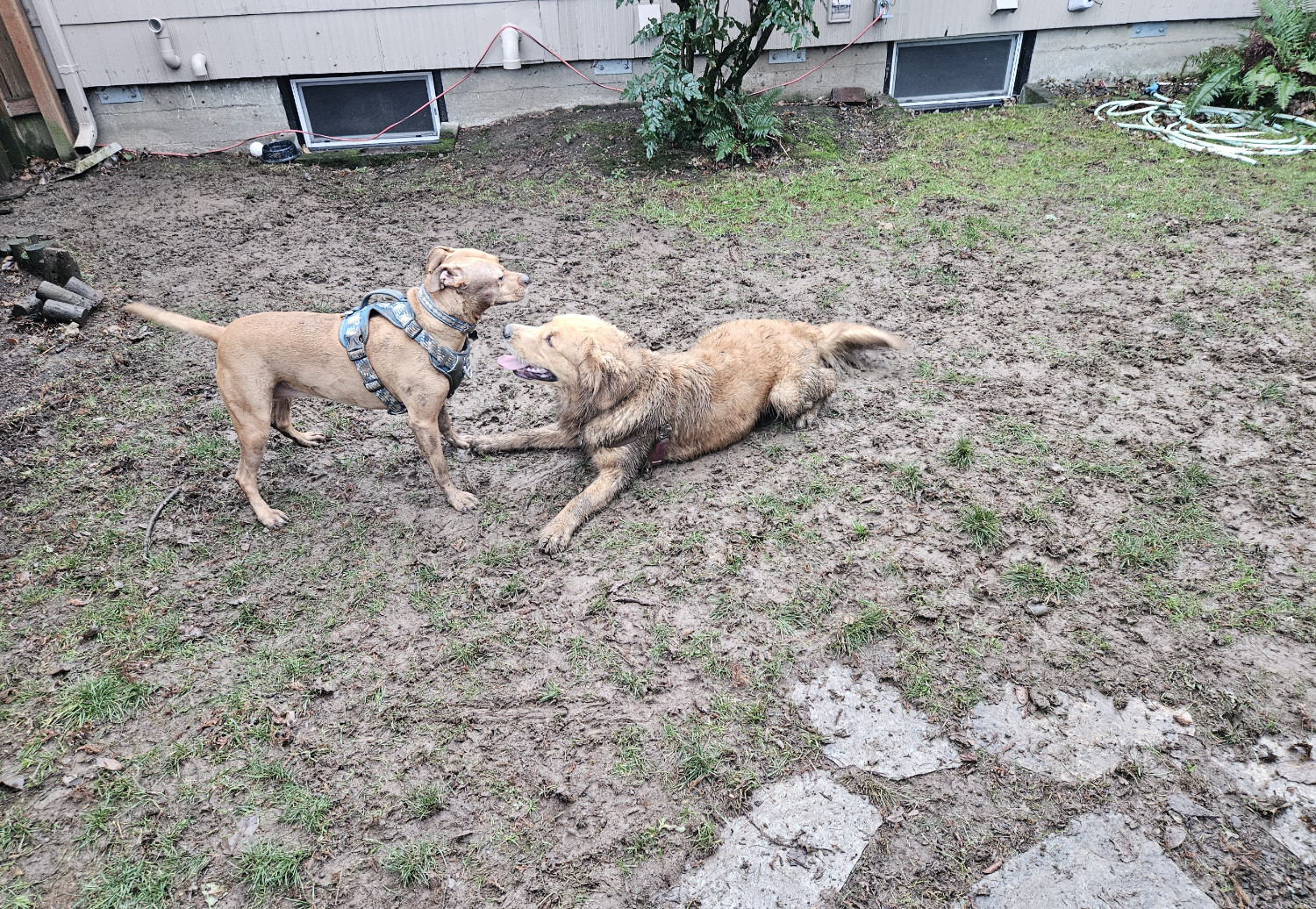 Barley, a dog, stands alert in a yard whose grass has been reduced to a mud pit by rain and dog frolicking. At her feet lies a golden retriever, looking up playfully and ready to spring back into action.