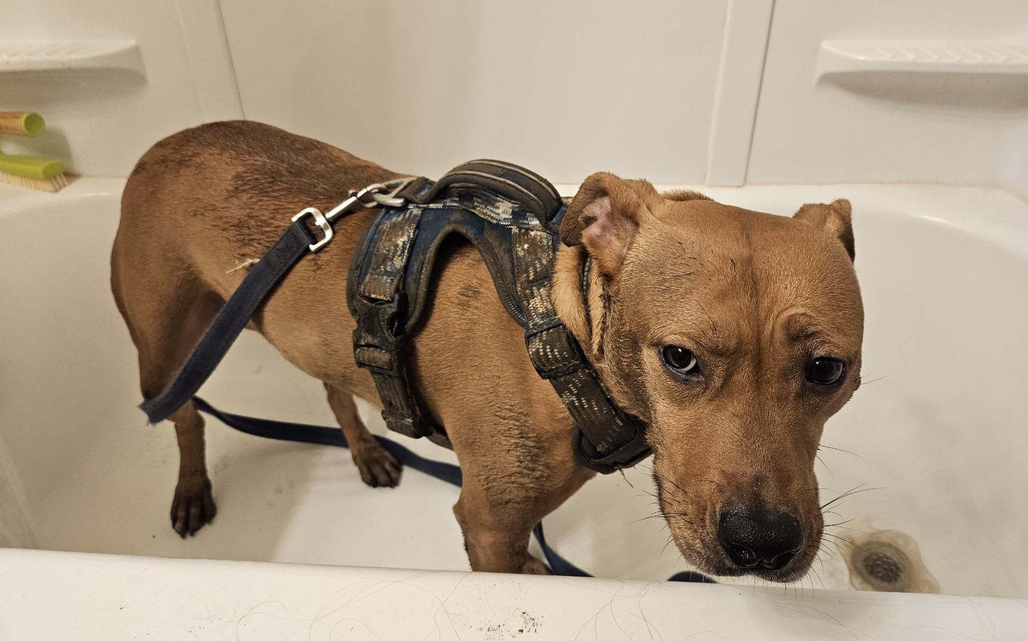 Barley, a dog, stands reluctantly in a bathtub, her fur and harness visibly darkened by splotches of mud.