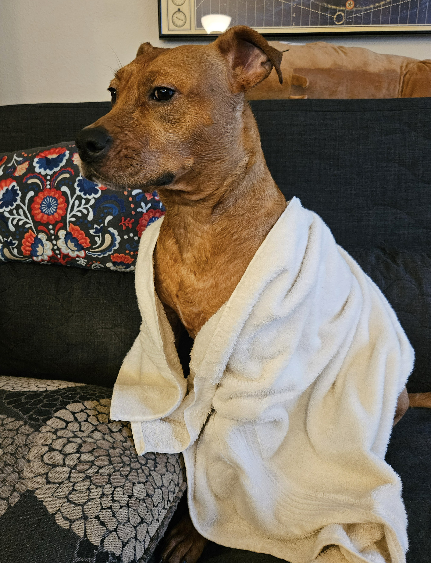 Barley, a dog, sits on a futon, her fur still visibly damp, with a white towel draped over her shoulders.