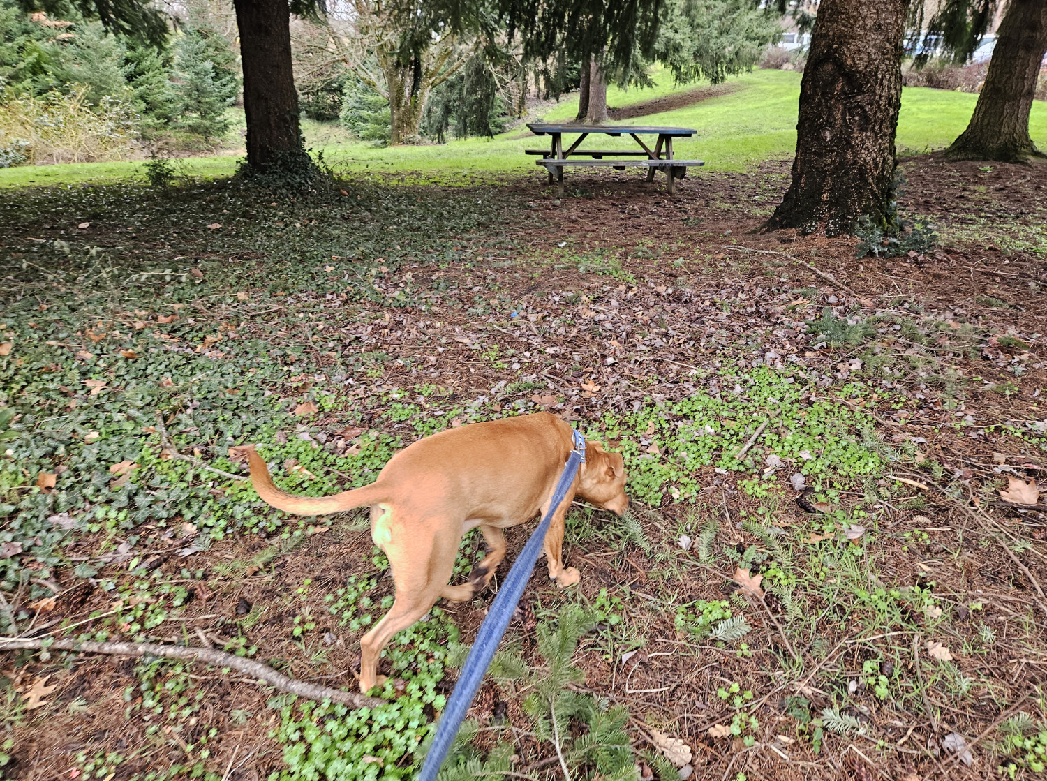 Barley, a dog, tromps through a park toward a picnic table that is conspicuously positioned in the deep shape of several close, tall trees.