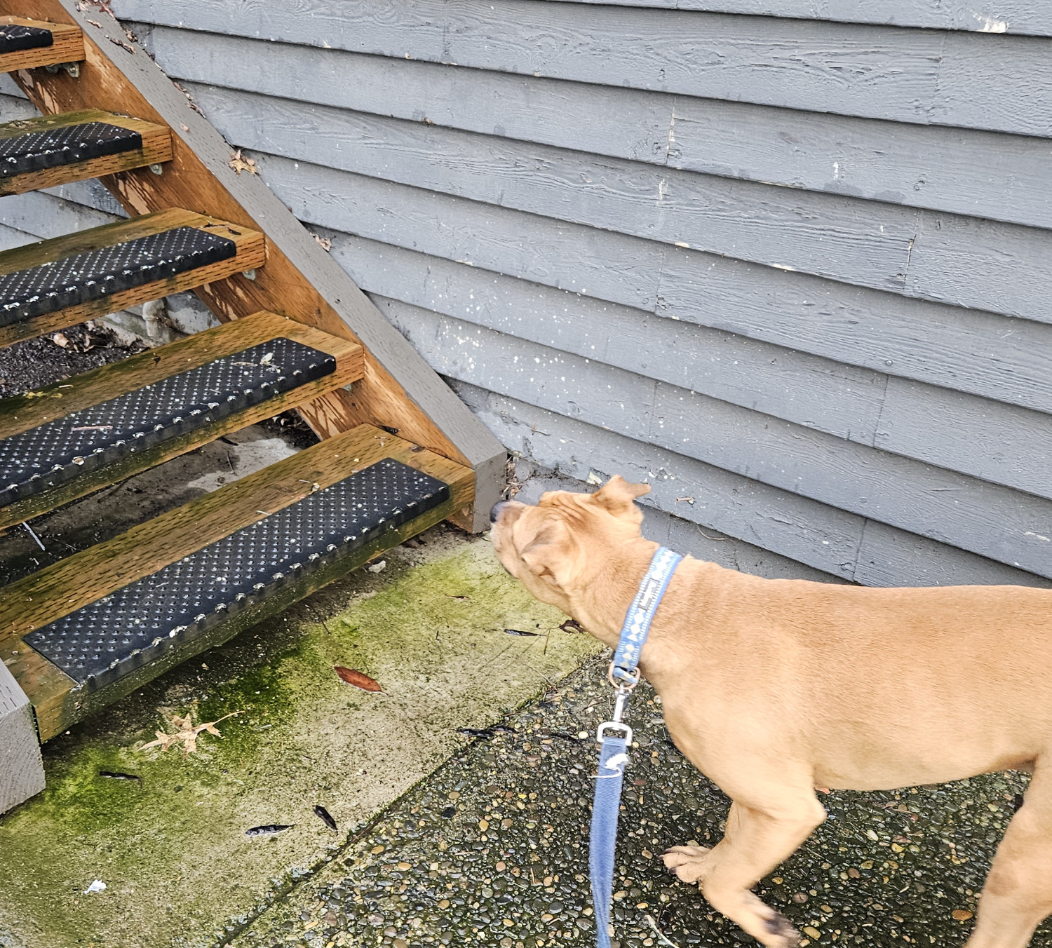 Barley, a dog, is mid-stride as she glances at a staircase, as if considering whether to ascend.