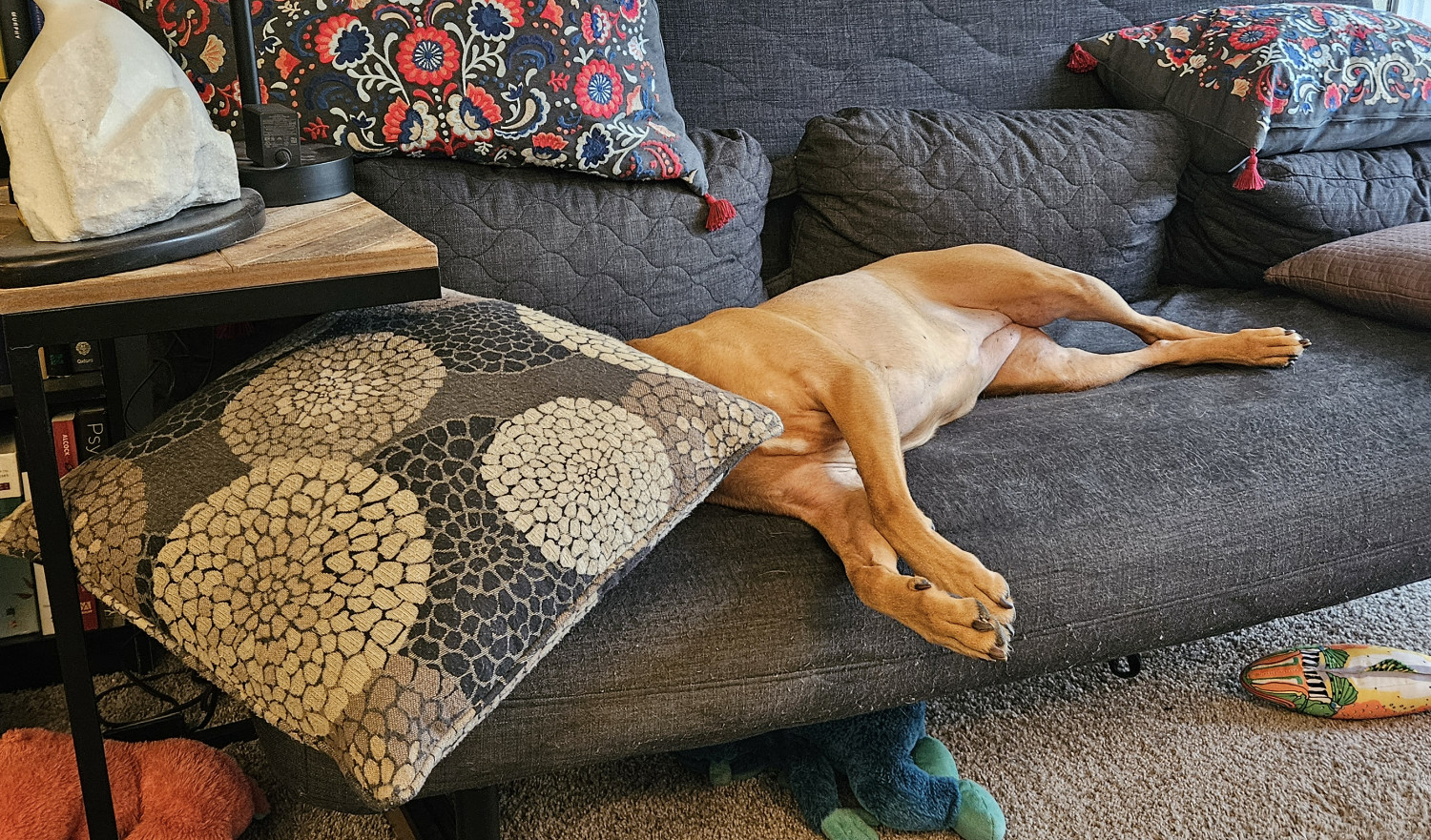 Barley, a dog, sleeps on a futon with her head wedged entirely under a throw pillow.