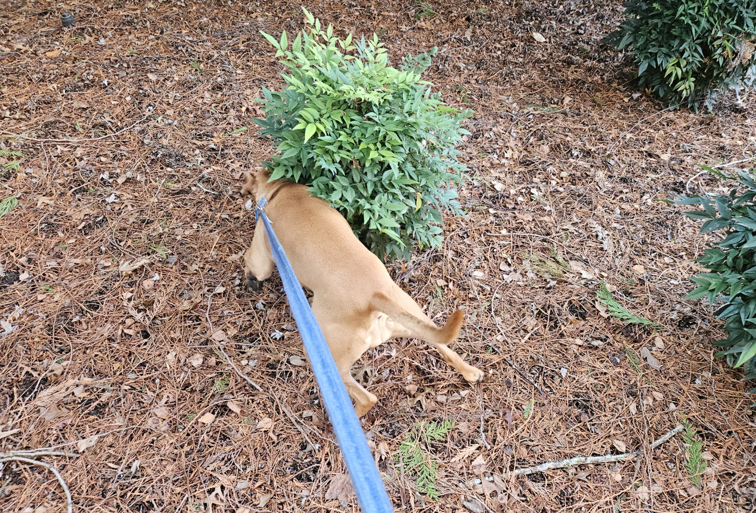 Barley, a dog, *really* needs to smell this shrub in particular.