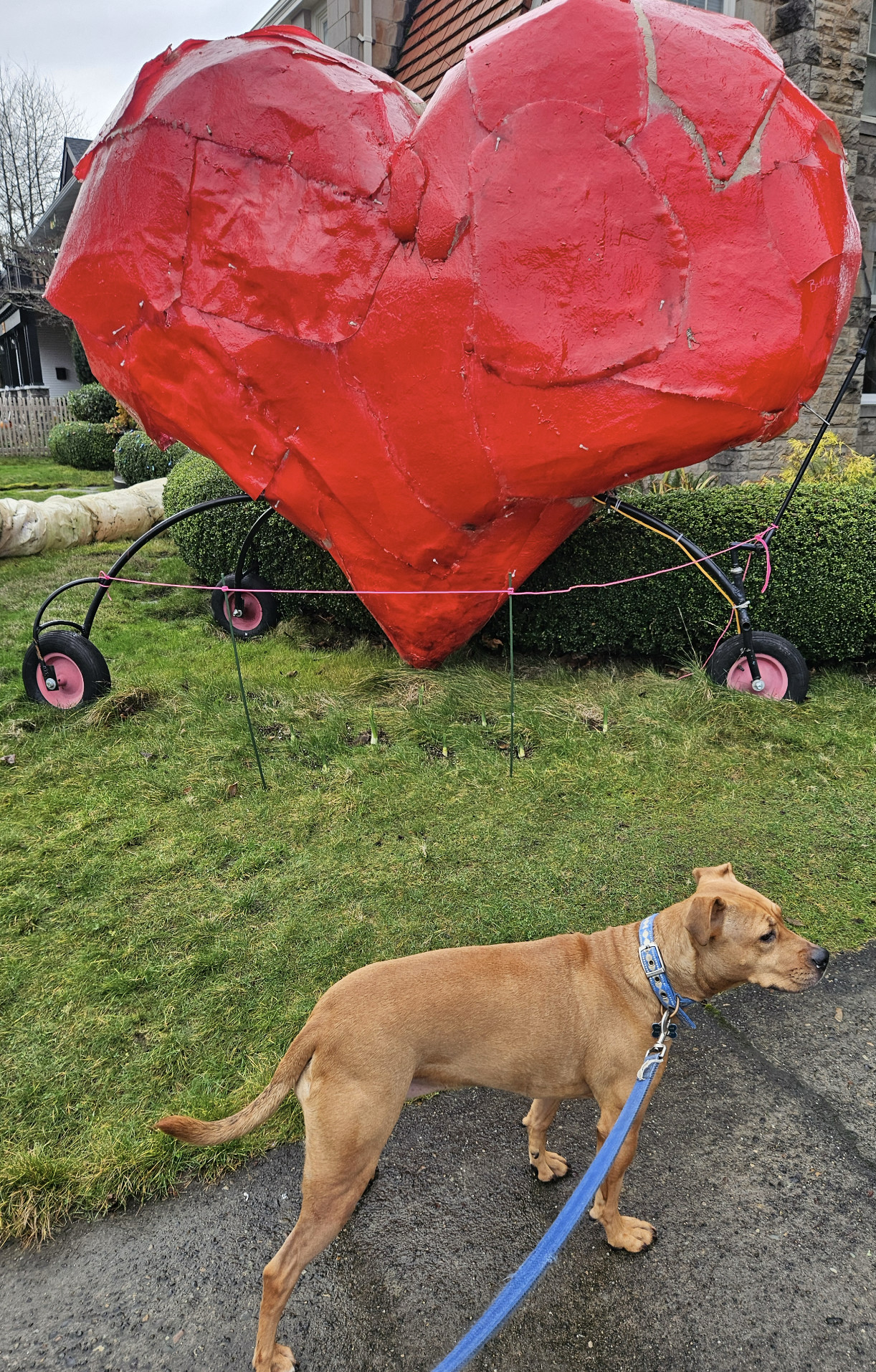 Barley, a dog, stands beside an enormous (and somewhat lumpy) heart sculpture on wheels in someone's yard.