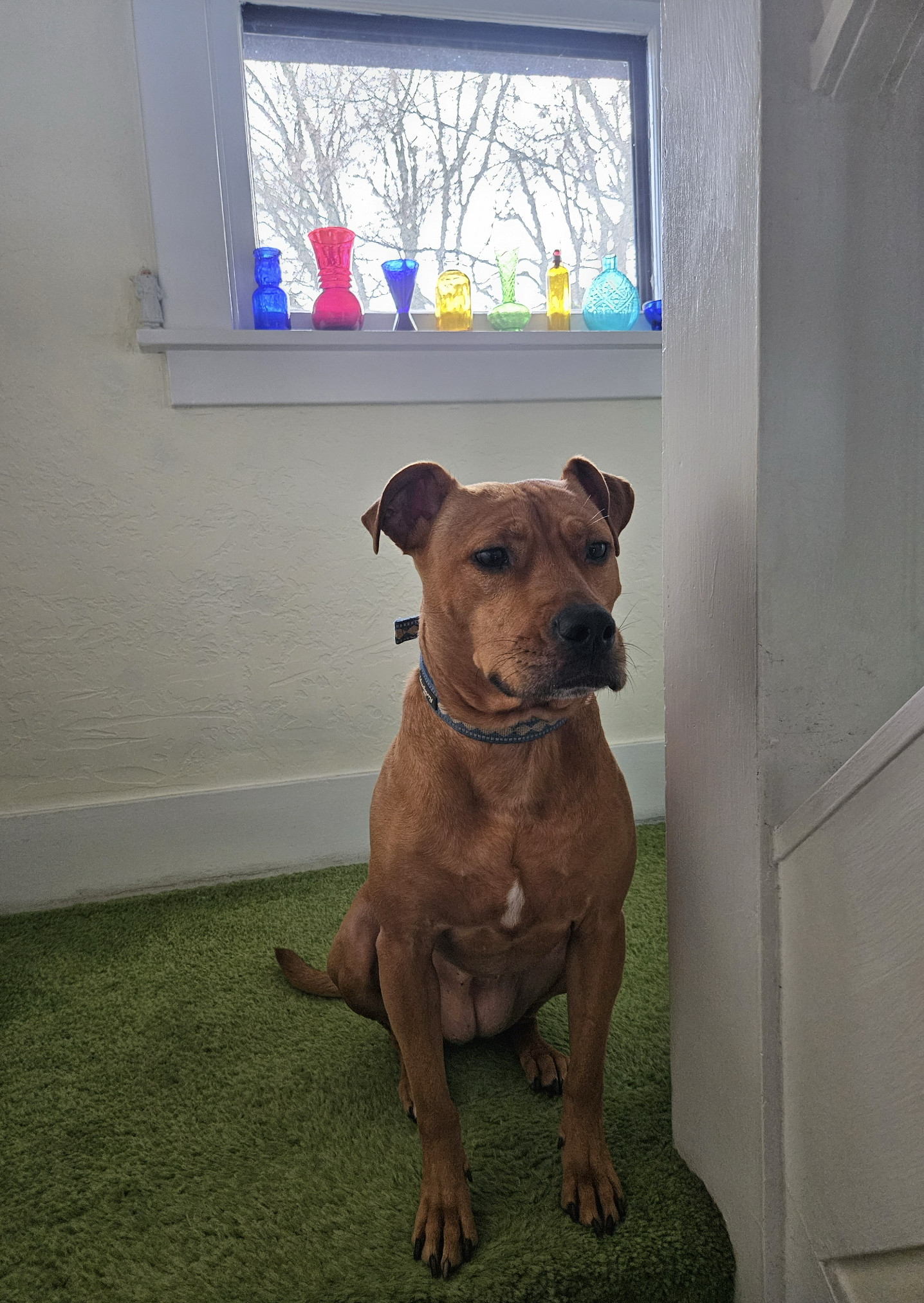 Barley, a dog, stands on a staircase beneath a sunny window. A series of bottles and glasses, all made from different colors of glass, line the windowsill and capture the light.