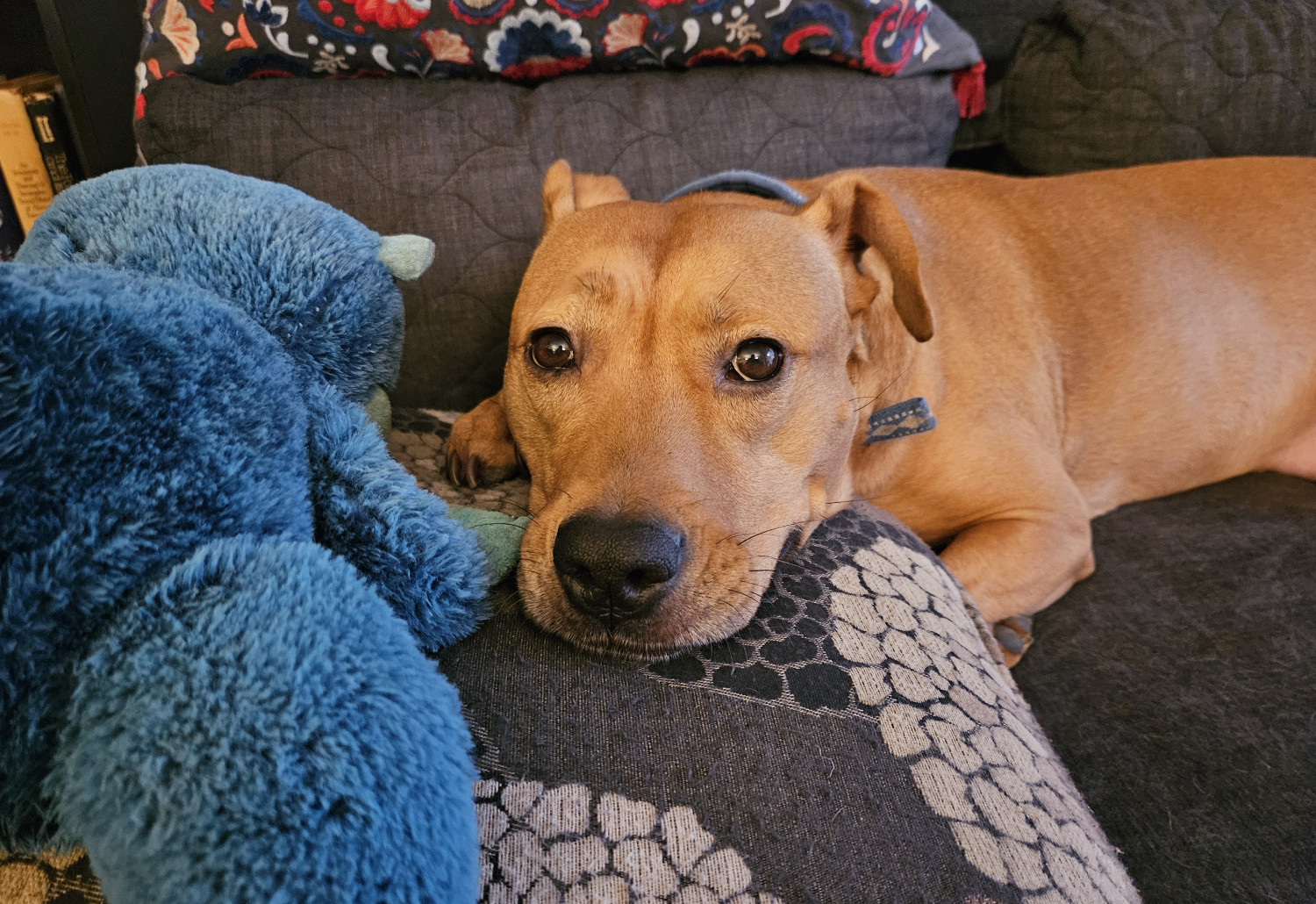 Barley, a dog, rests on the futon, with her head beside her blue monkey toy atop a throw pillow.