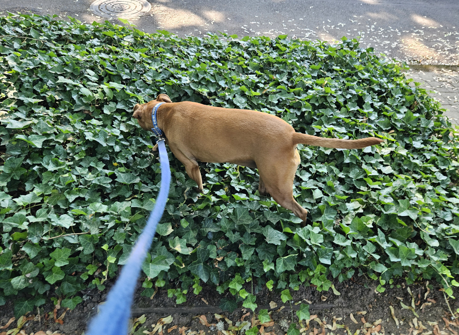 Barley, a dog, wades through a sea of green ivy alongside a street.