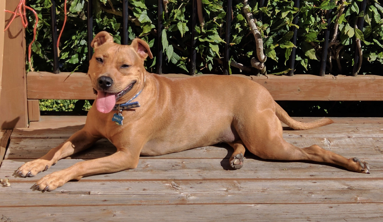 Barley, a dog, gently roasts on a sunny porch, her slightly tanned belly visible.