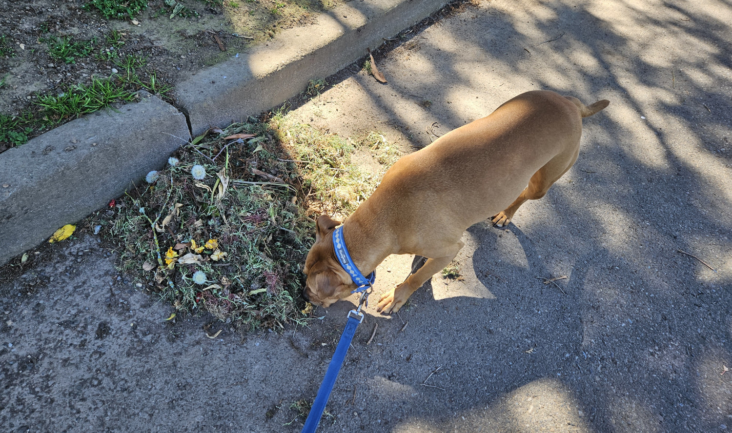 Barley, a dog, sniffs at a heap of yard clippings lying in the gutter, among which are visible wild dandelions.