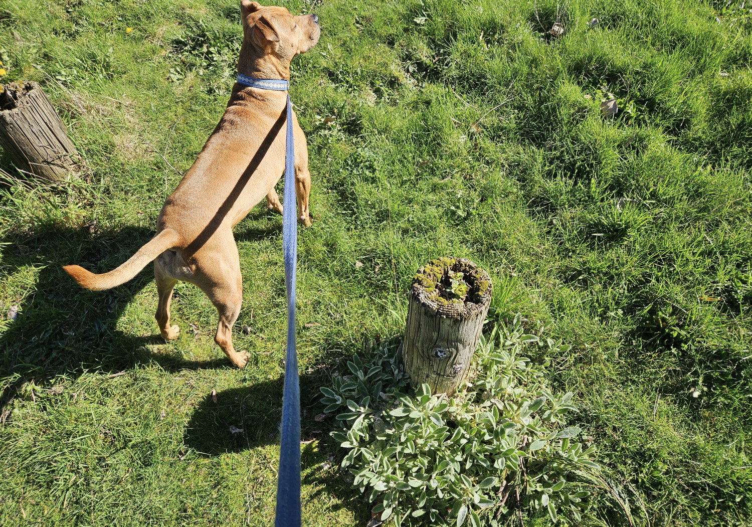 Barley, a dog, steps between two posts marking a properly line, stepping on grass that's just a little bit more lush and unkempt than the yard she is leaving.