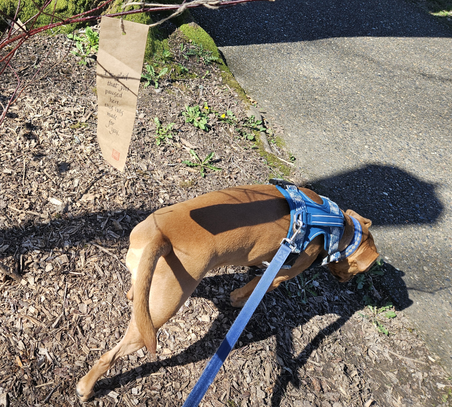 Barley, a dog, investigates the leaf litter on a sunny day. Above her, a paper charm hangs from a tree. It reads, in a hand-written script, "I'm glad that you paused here, this was made for you."