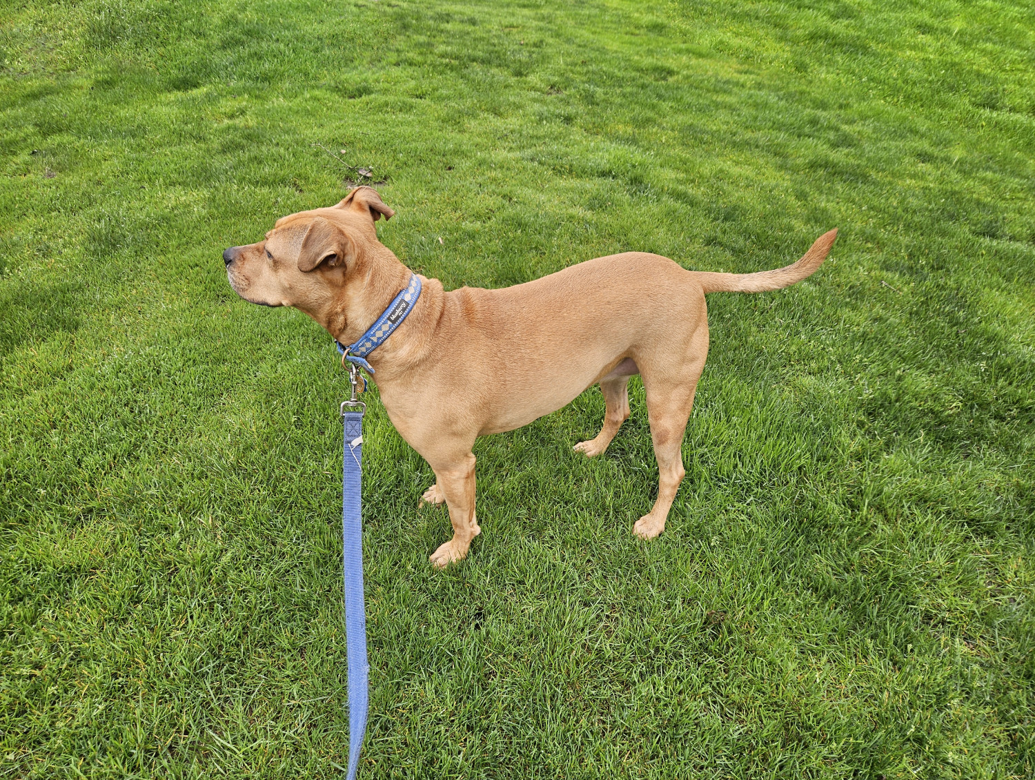 Barley, a dog, stands amid a sea of vividly green grass, extending past the edge of the frame on all sides.