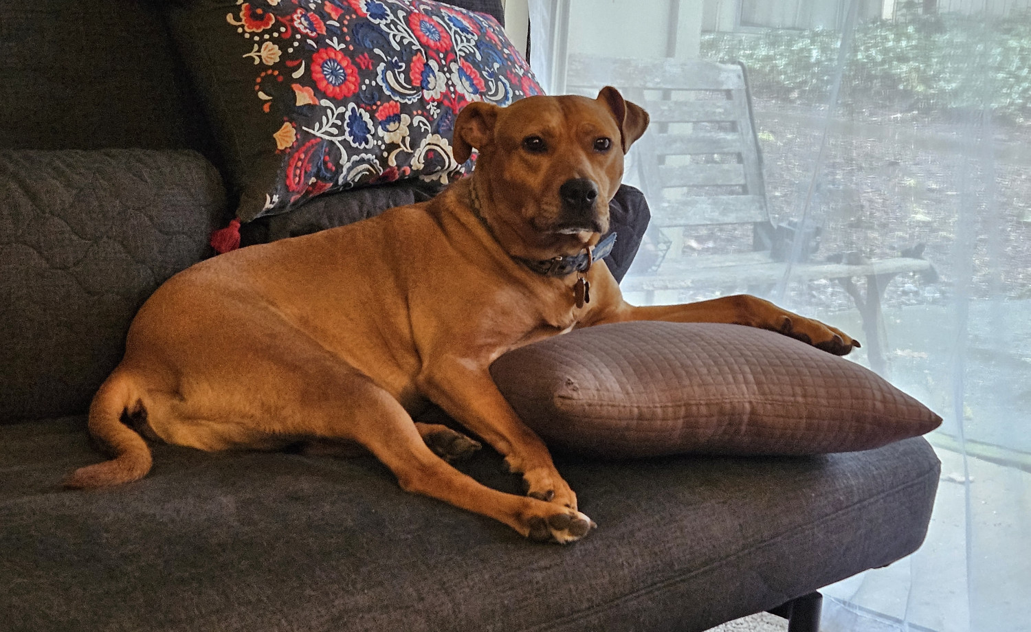 Barley, a dog, pops her head up from lazing on the futon because the viewer is looking at her, triggering a staring contest motivated by the hope that something is about to happen.