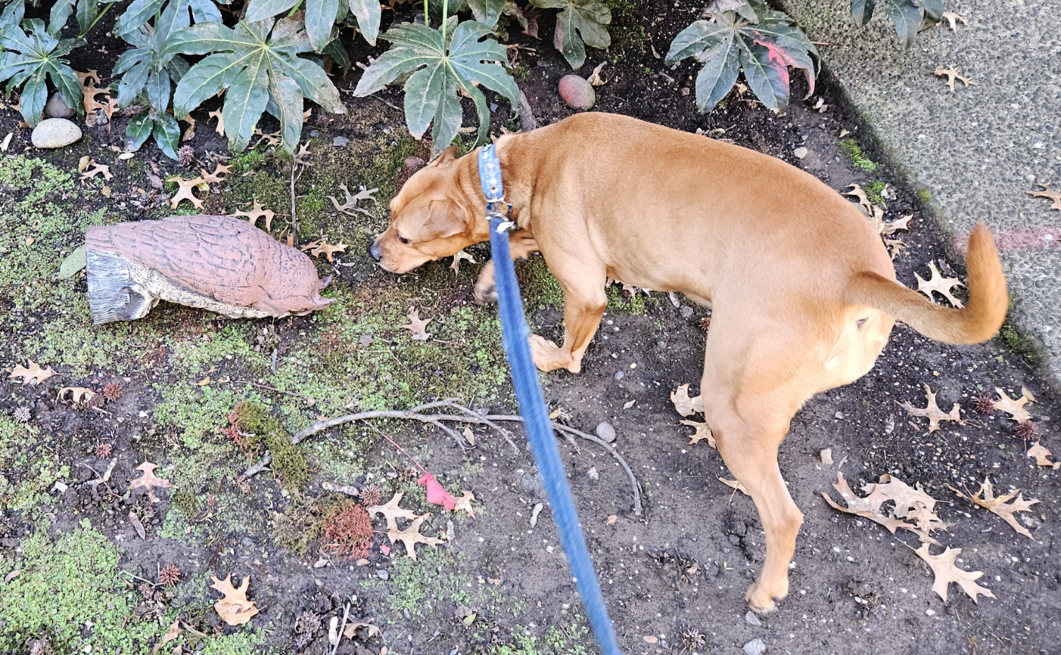 Barley, a dog, inspects a dummy owl that won't be scaring away too many prey animals now that it has fallen face-down in the grass.