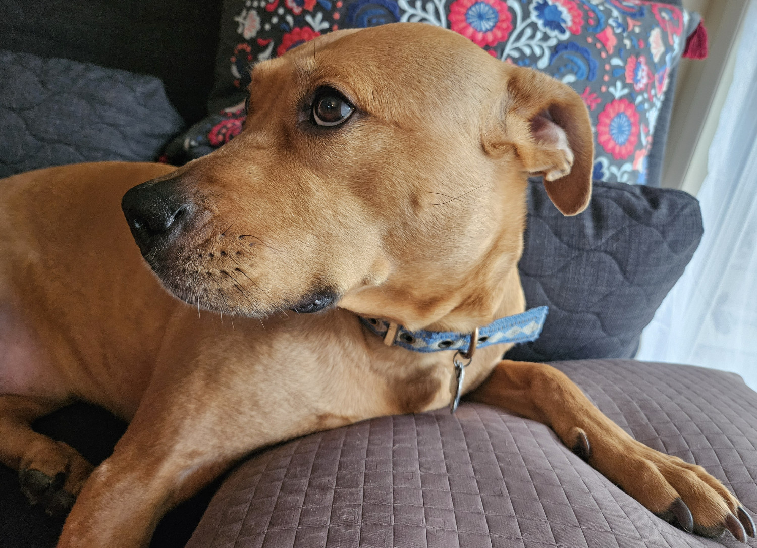 Barley, a dog, faces left and looks up at something out of frame. This highlights her very fetching profile.