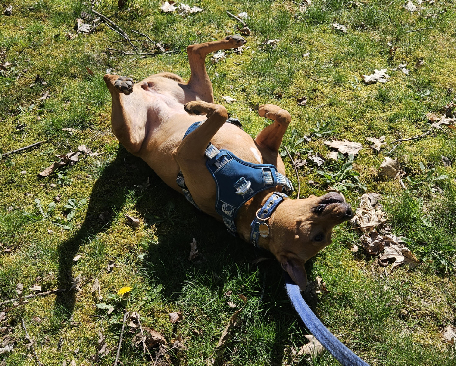 Barley, a dog, writhes enthusiastically on her back on a mossy lawn amid scattered sticks and leaves.