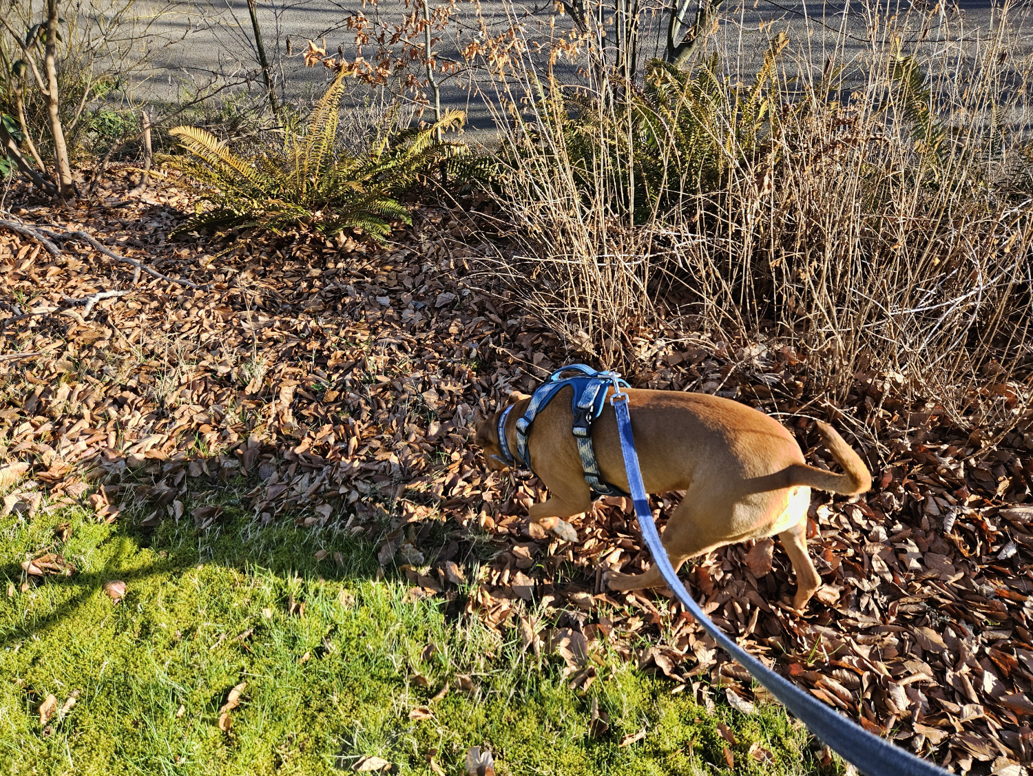 Barley, a dog, sniffs intently along a margin of dead leaves between some grass and some shrubbery.