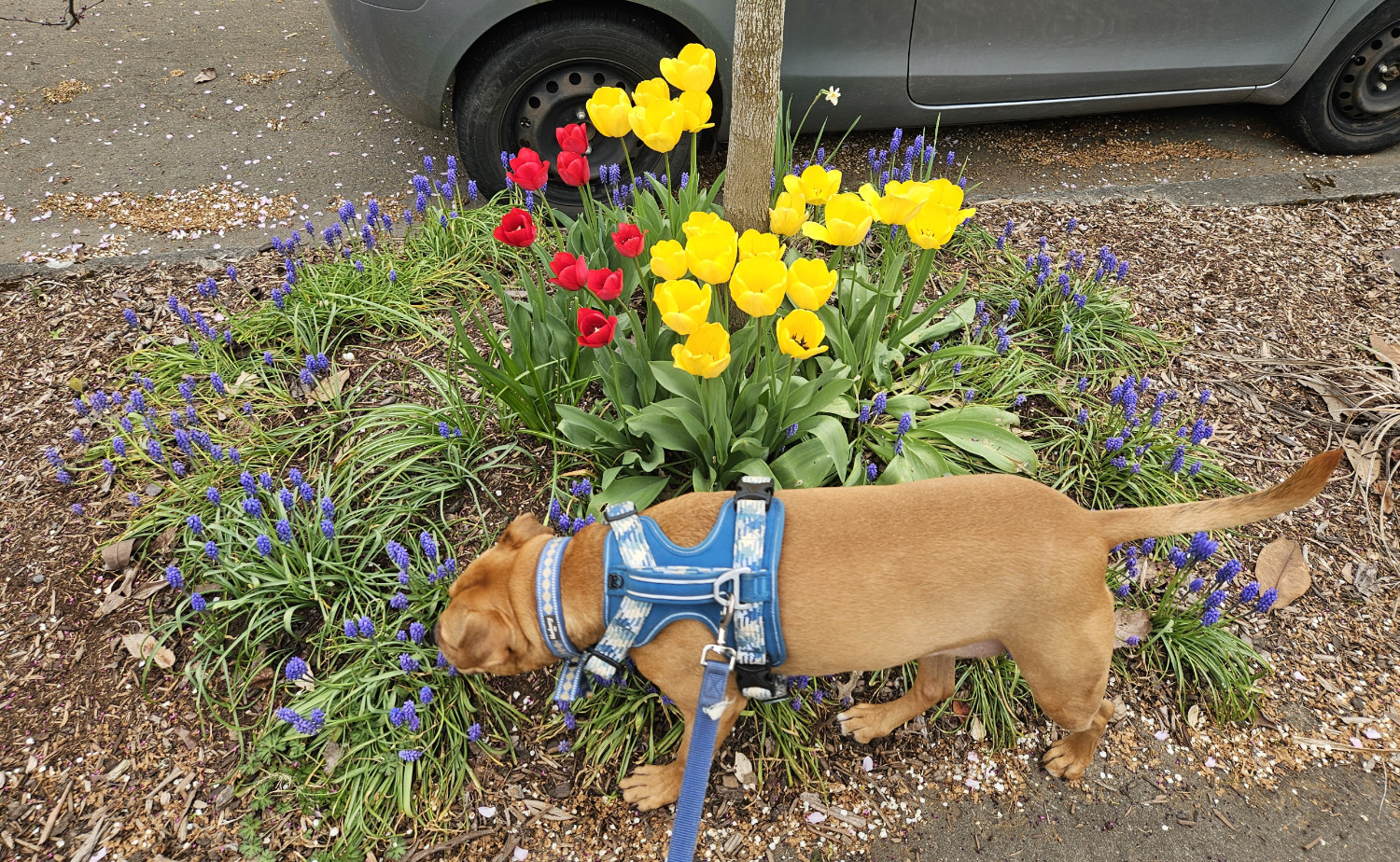 Barley, a dog, walks past some red and yellow tulips, surrounded by ornamental lavender, paying none of it any mind whatsoever.