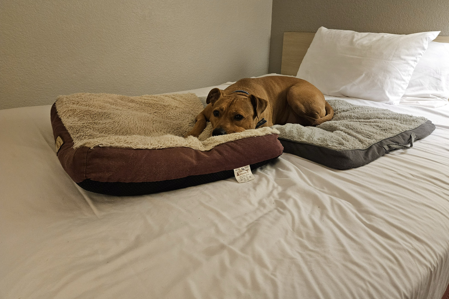 Barley, a dog, lies nervous and vigilant on a pair of dog beds placed atop a no-frills motel bed.