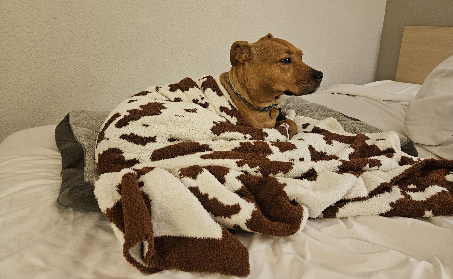 Barley, a dog, is slightly more relaxed in her awful motel room thanks to a *very* cheap blanket with a silly cowprint pattern.