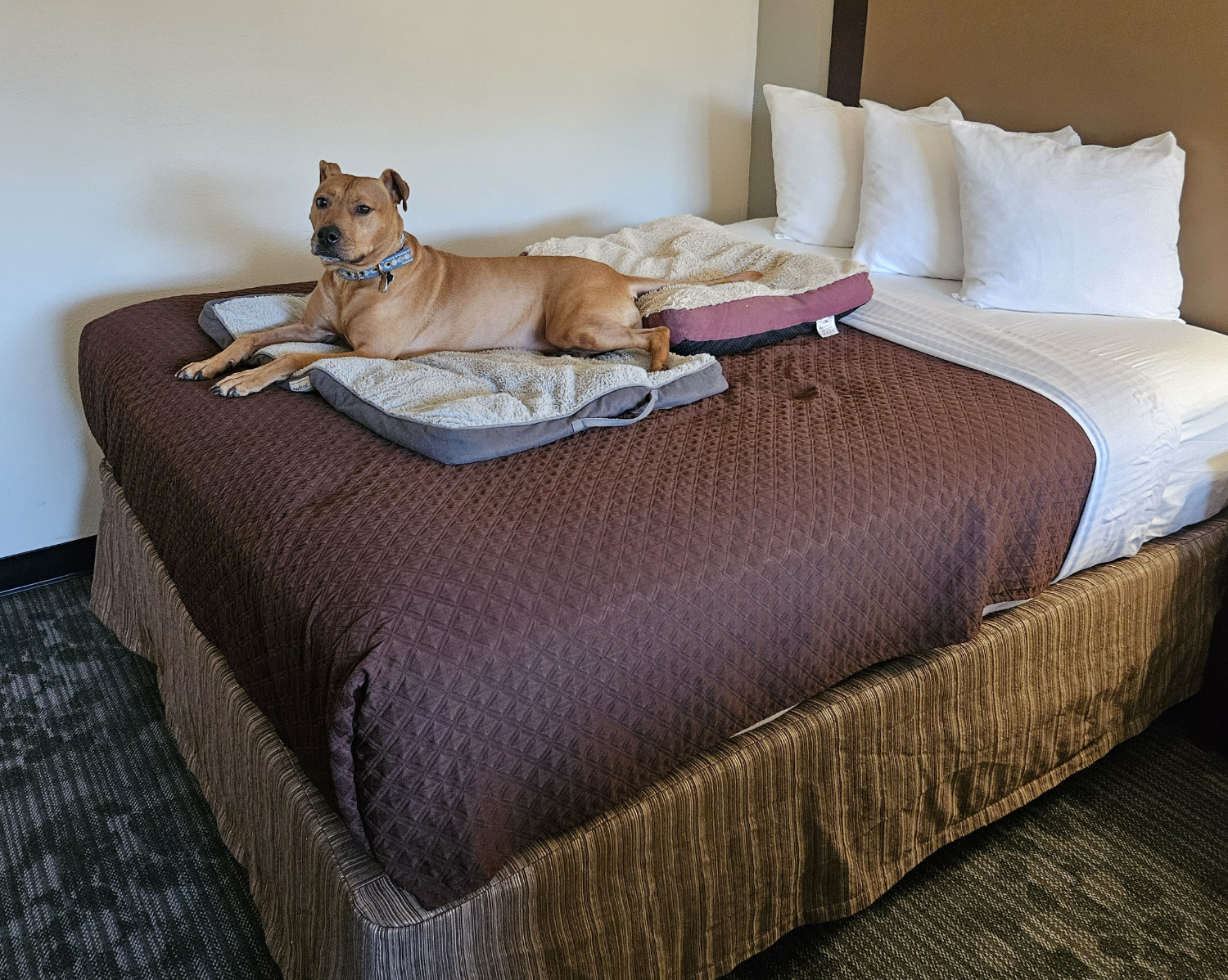 Barley, a dog, has a queen-sized bed all to herself in a three-star hotel room.