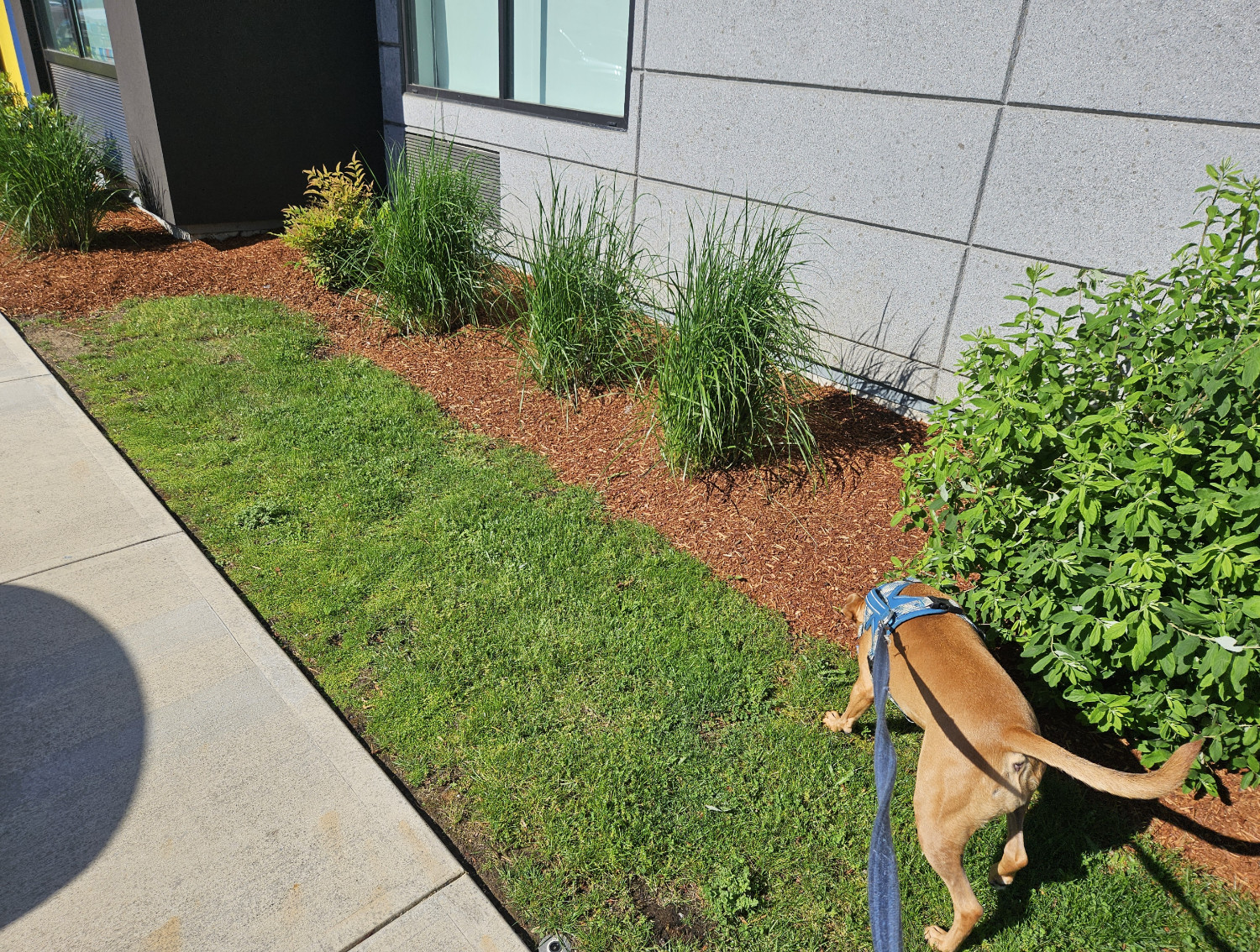 Barley, a dog, sniffs along a fringe of lawn next to some unnervingly bright, unnervingly bland plants in what feels like a pre-fab environment.