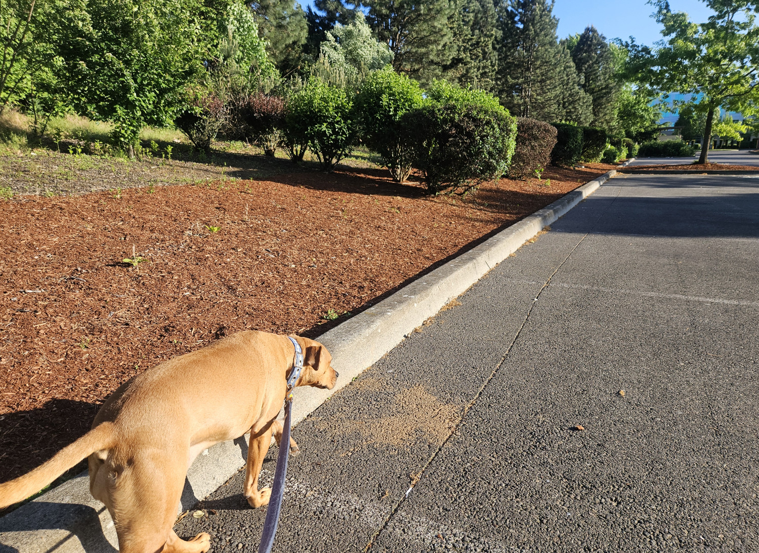 Barley, a dog, walks along the perimeter of a marking lot in a space that doesn't seem natural, but is also devoid of signs of habitation.