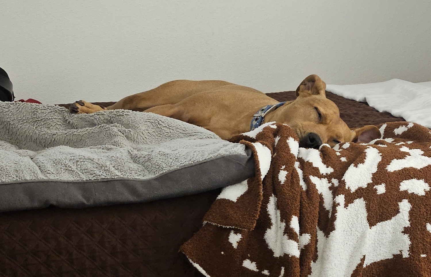 Barley, a dog, sleeps peacefully on her hotel bed with her cowprint throw blanket.