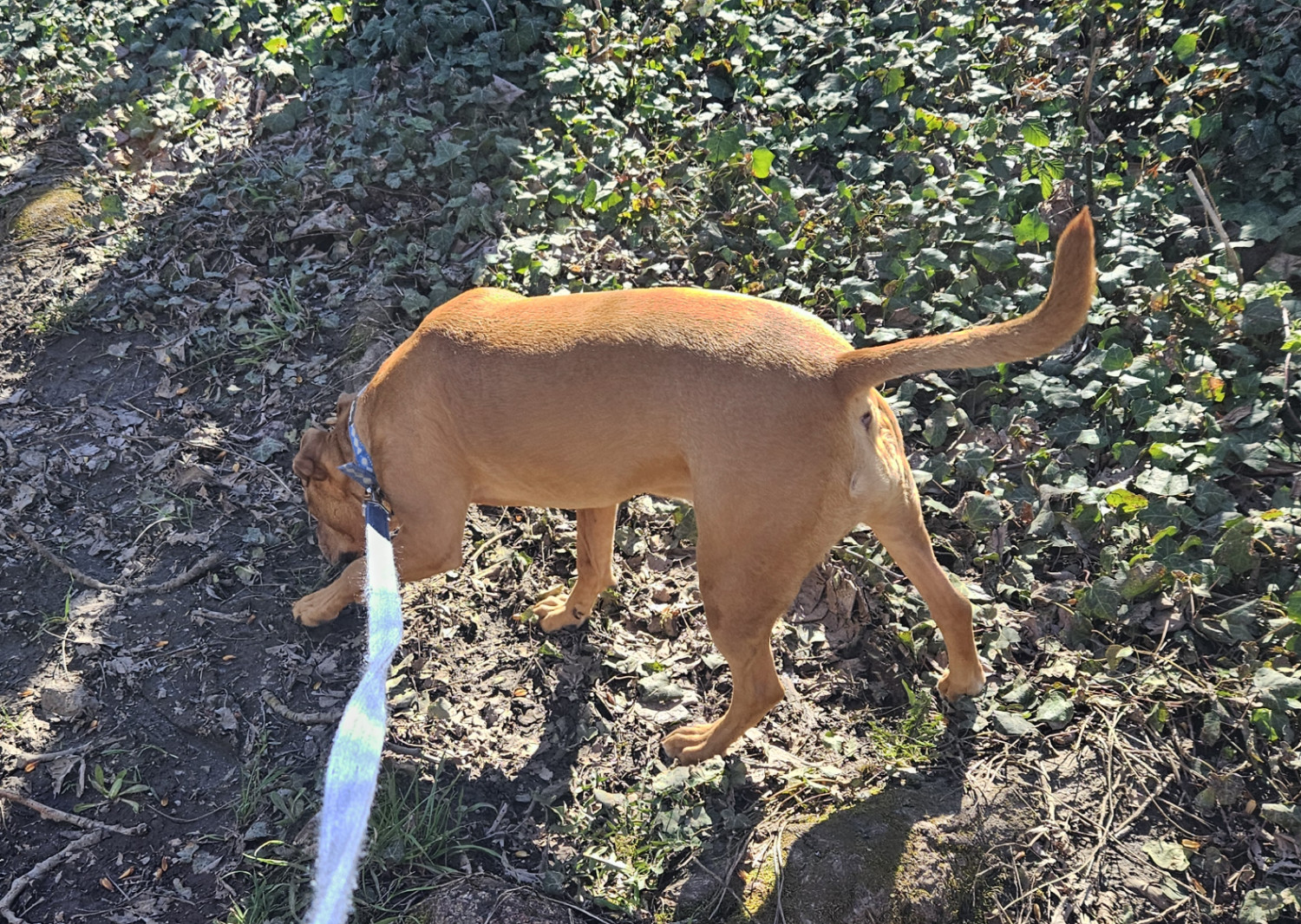 Barley, a dog, trots along an unpaved path, the ground cover consisting of dry earth, dead leaves, and ivy.