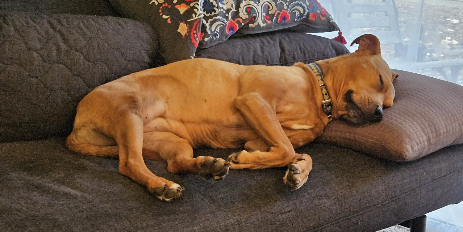 Barley, a dog, sleeps peacefully on a futon. Her feet will wiggle gently from time to time as she dreams.