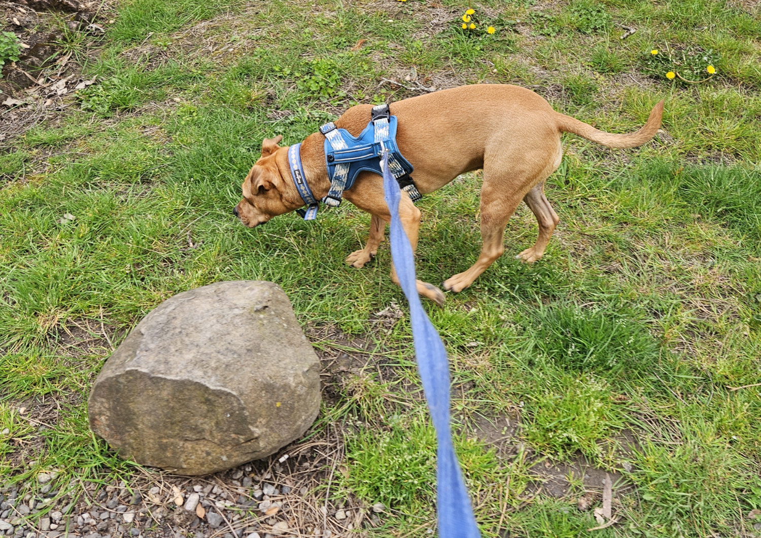 Barley, a dog, walks past a big ole' rock just sitting on someone's otherwise unkempt lawn.