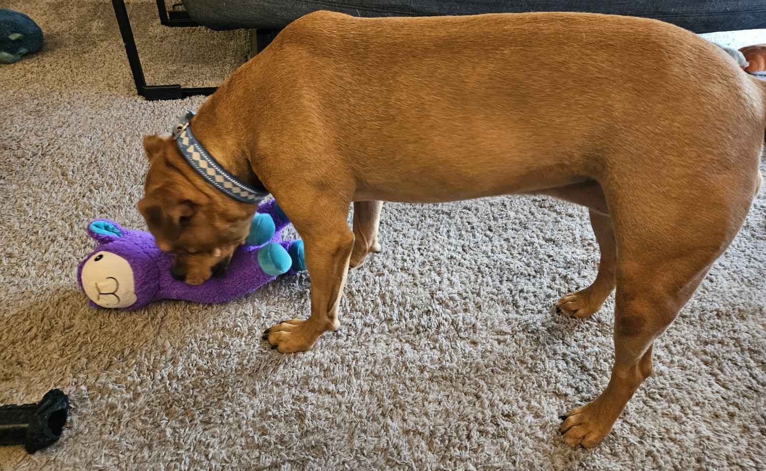 Barley, a dog, gives an enthusiastic chomp to a purple llama toy.