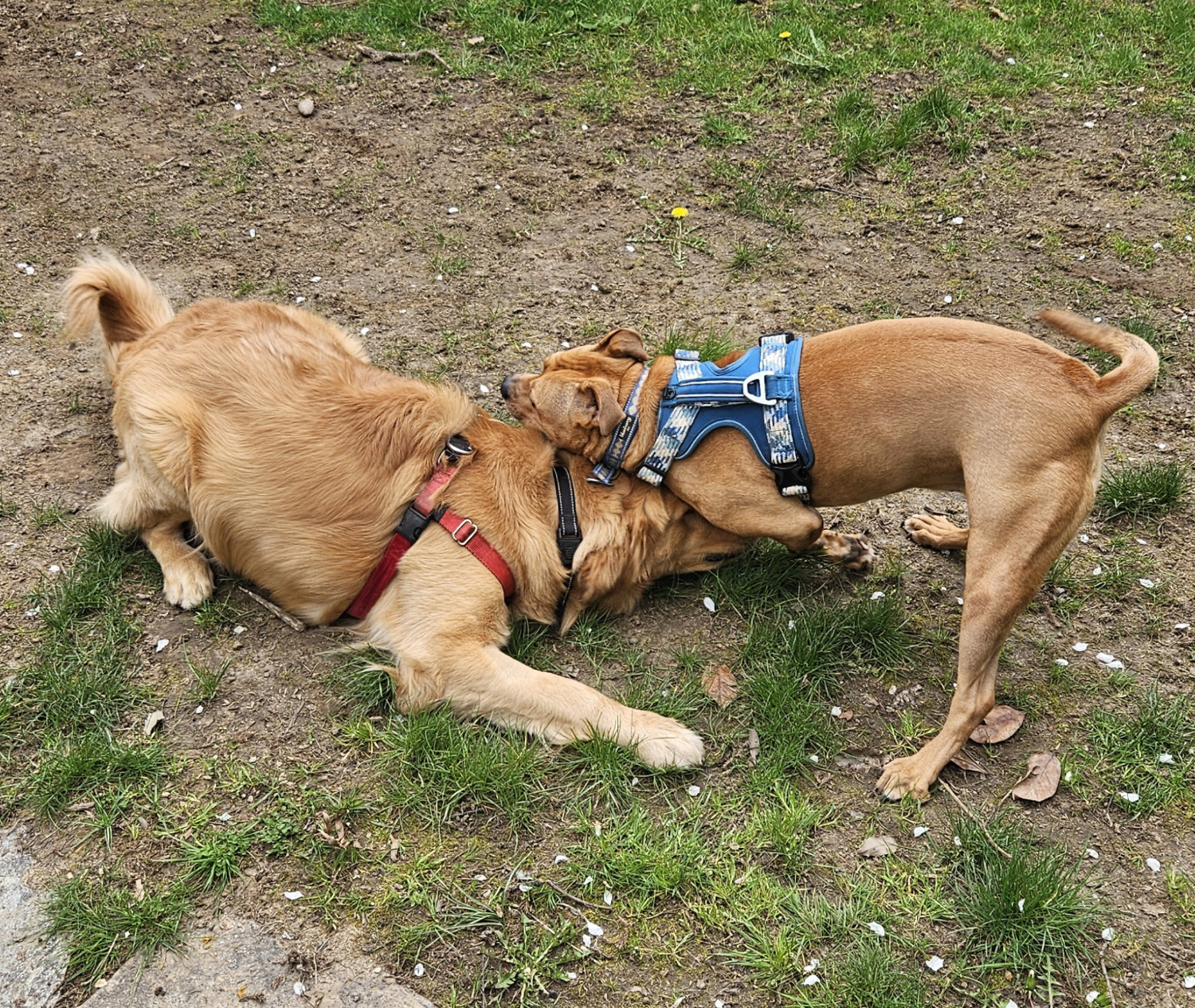 Barley, a dog, presses her collarbone down in the top of a much larger golden retriever's head in a playful but assertive show of dominance as he lies on the ground.