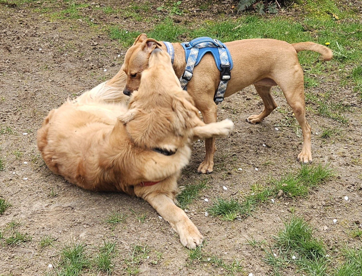 Barley, a dog, stands assertive over the golden retriever as he cranes his neck up to sniff at her ear.