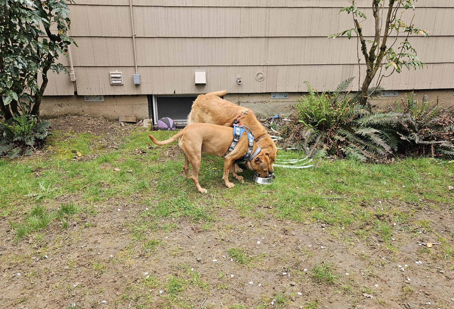 Barley, a dog, drinks from the same water dish as her golden retriever buddy.