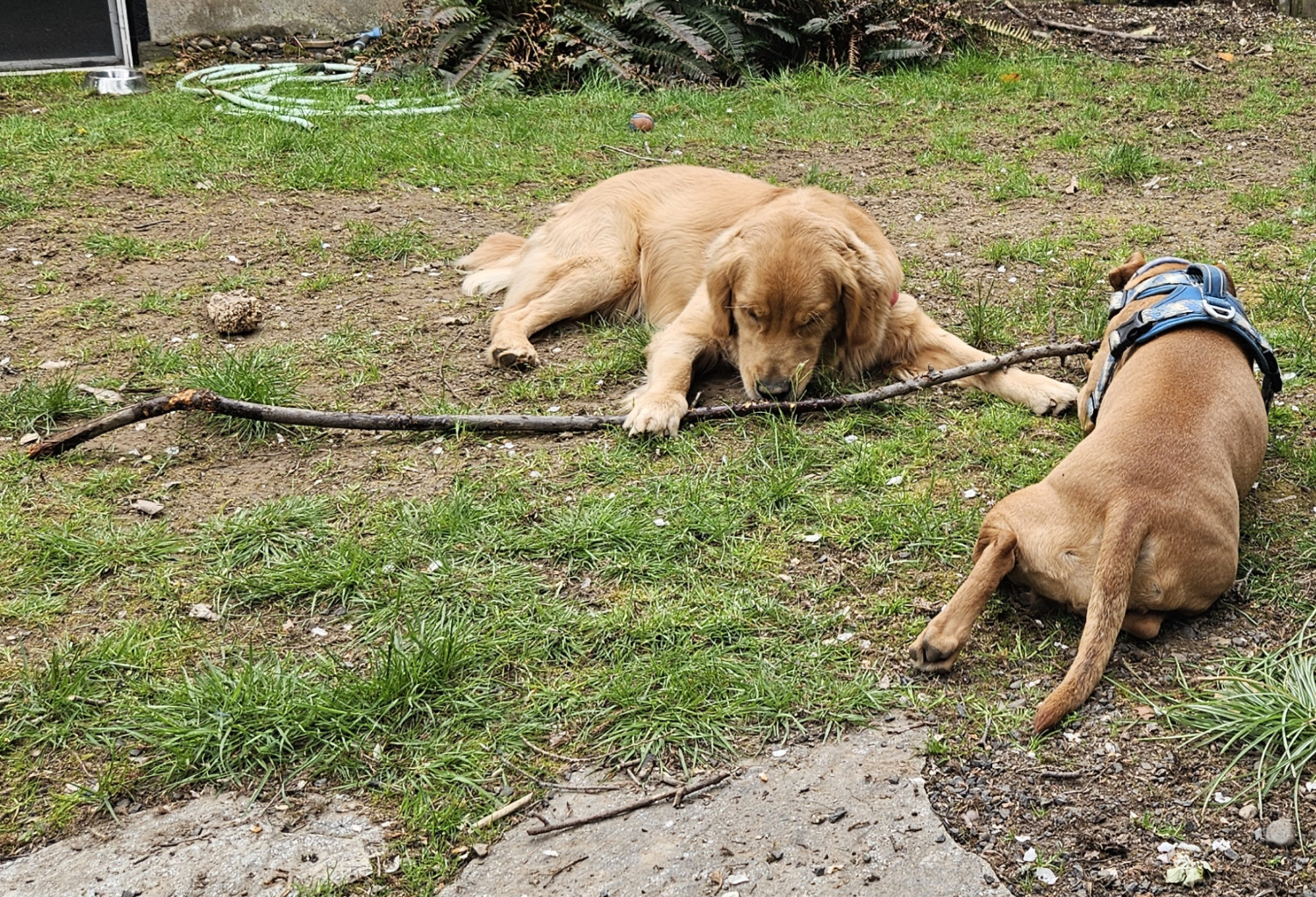 Barley, a dog, chews on one end of a very long fallen branch while her golden retriever buddy nibbles at a middle part of the branch.