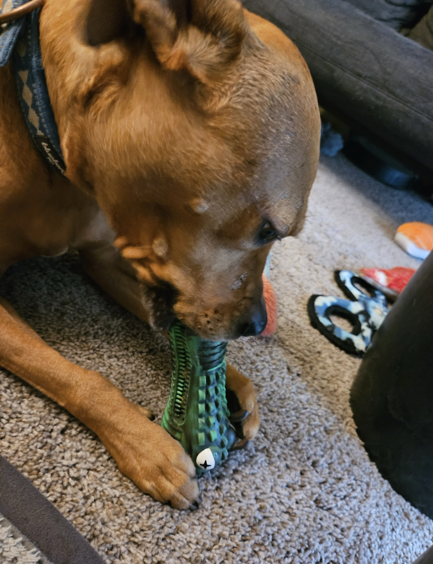 Barley, a dog, sticks her tongue in the mouth of an alligator-shaped rubber chew toy that has enzymatic dog toothpaste spread among its teeth.