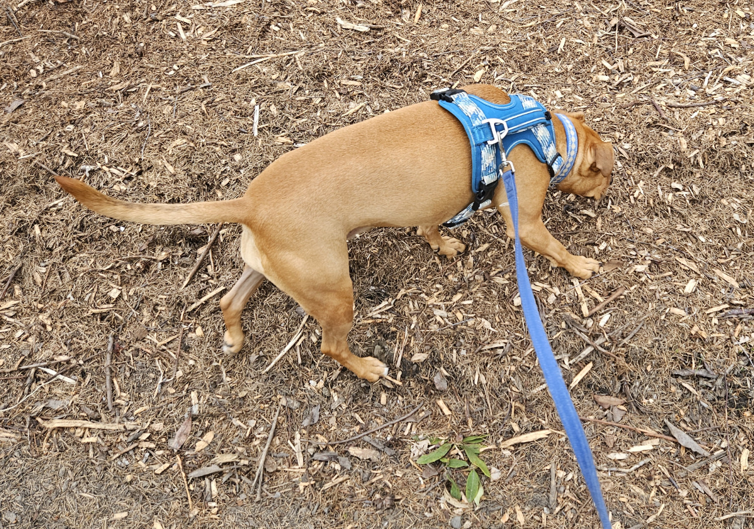 Barley, a dog, scrabbles up a big pile of mulch, sniffing with eager interest.