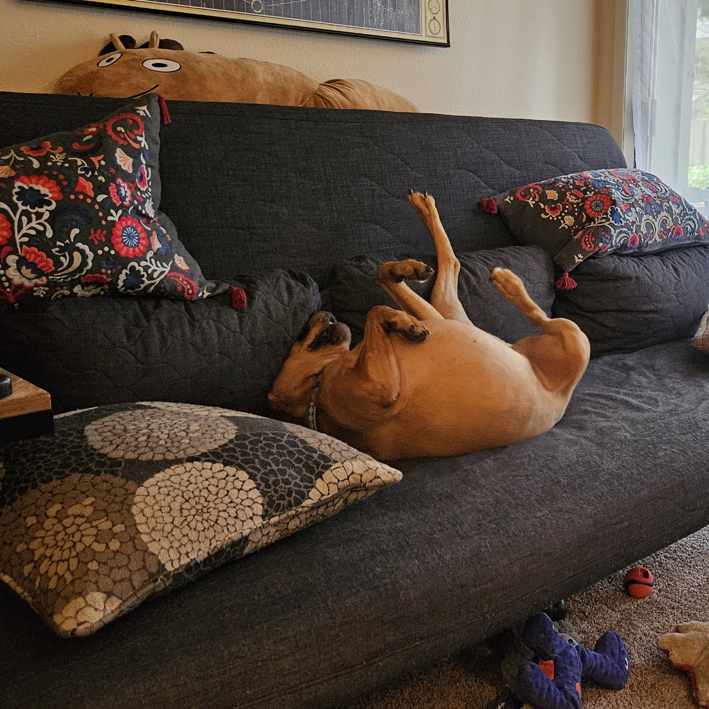 Barley, a dog, is wiggling on the futon! She wiggles to the left!