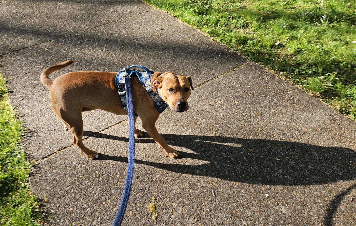 Barley, a dog, glances up while on a walk, and the low angle of the setting sun casts a shadow long enough that it extends longer than Barley's body length, and out of the shot's frame.