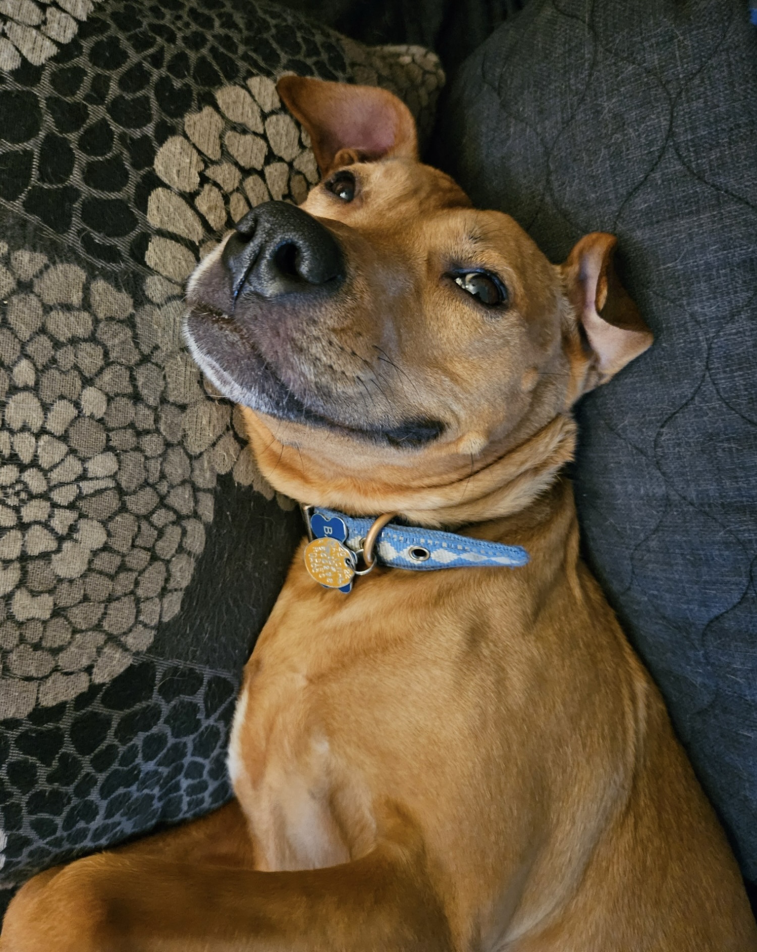 Barley, a dog, is lying on her back on the futon, gently smiling at the camera. The photo is rotated 90 degrees from real, and Barley's pose bears a striking resemblance to a young woman doing a flirtatious hair flip.